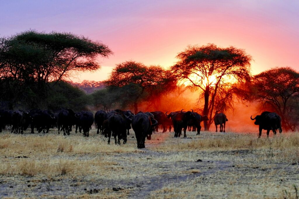 Best African Safari Destinations: Serengeti National Park, herd of water buffalo walking on grass field during golden hour