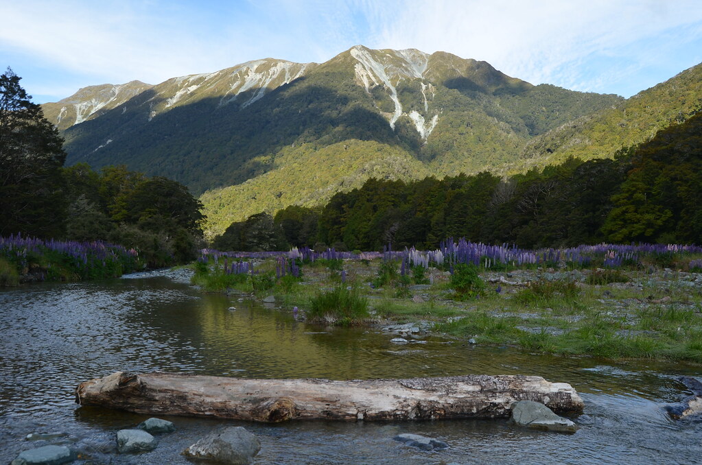 Top 8 wildlife experiences in Australia and New Zealand: Fiordland National Park