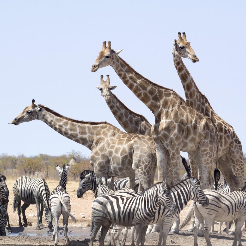 Best African Safari Destinations: Etosha National Park, giraffes, zebra, animals, national park, namibia, hluhluwe, etosha national park, hluhluwe, nature, hluhluwe, hluhluwe, hluhluwe, hluhluwe