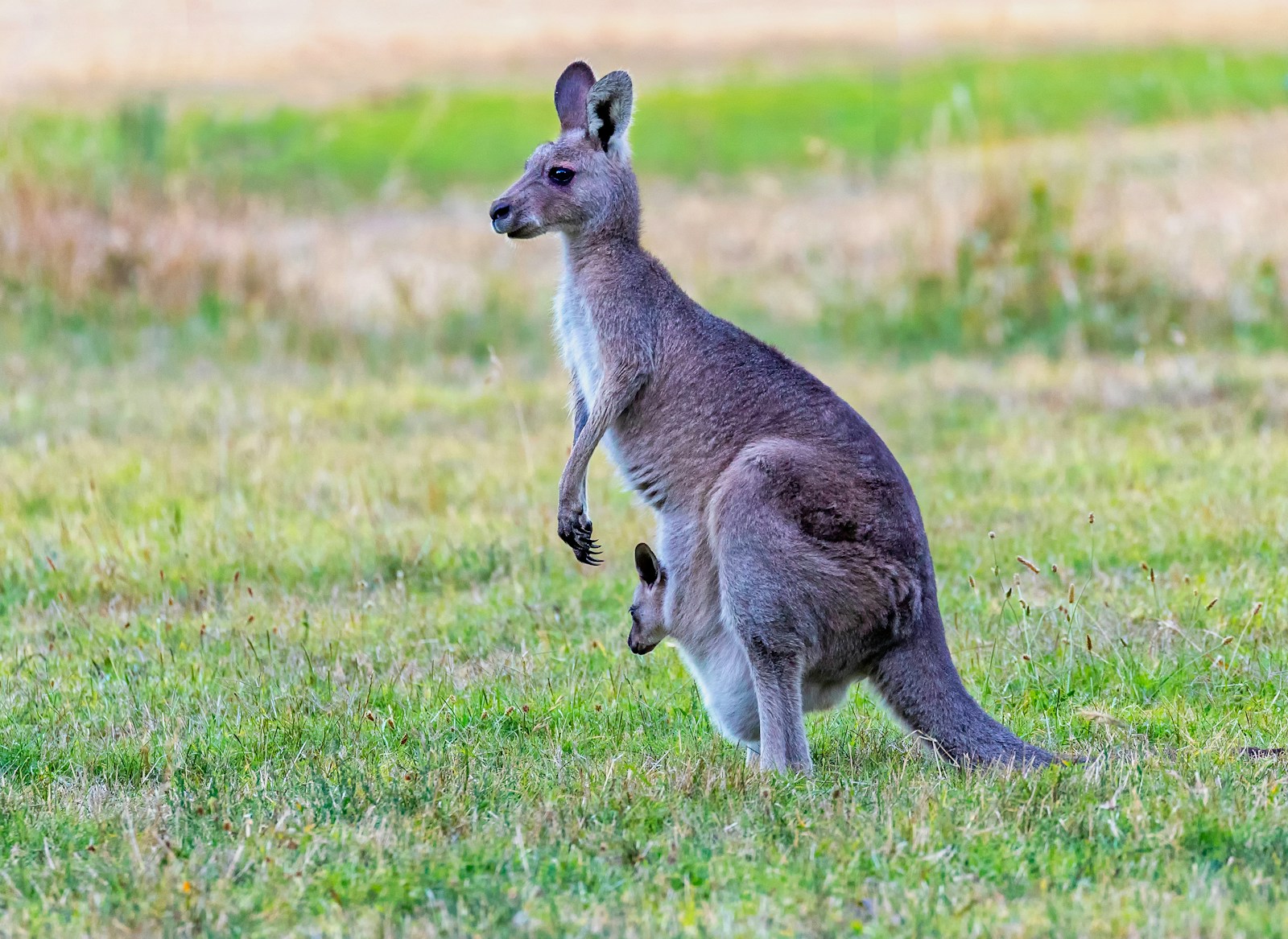 Top 8 wildlife experiences in Australia and New Zealand: brown kangaroo with kid on pouch at green grass field