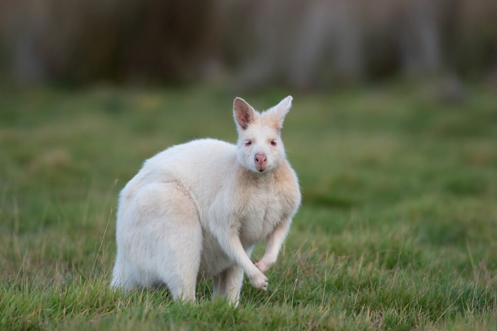 Tasmania Travel Guide: wallaby, albino bennetts wallaby, albino, macropus rufogriseus, marsupial, mammal, animal, wildlife, wild, genetic mutation, nature, genetic variation, bruny island, tasmania, wallaby, wallaby, wallaby, wallaby, wallaby, albino, tasmania, tasmania