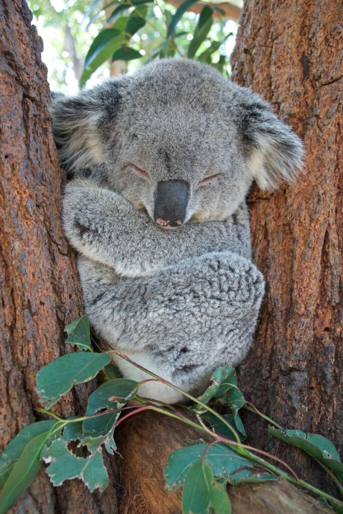 Top 8 wildlife experiences in Australia and New Zealand: koala bear on brown tree