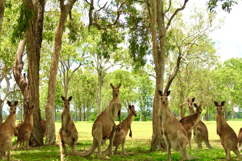 Top 8 Wildlife Experiences in Australia and New Zealand: brown kangaroo sitting on green grass field during daytime