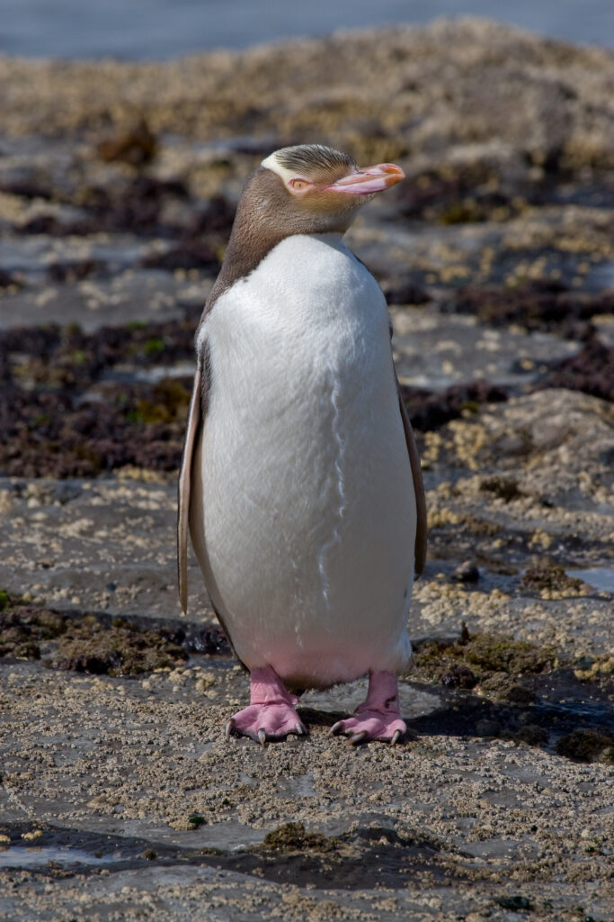 Top 8 Wildlife experiences in Australia and New Zealand: yellow-eyed penguins