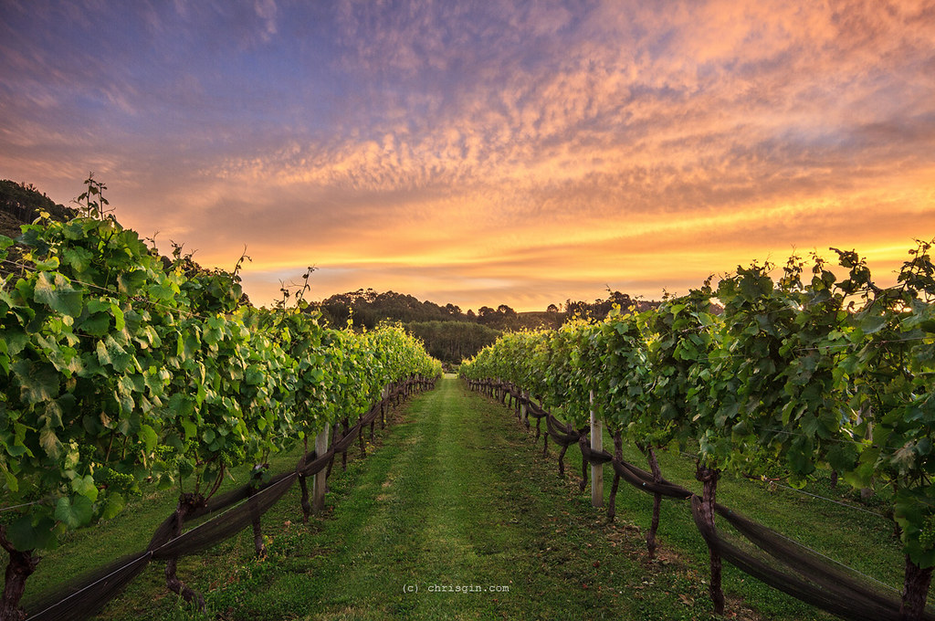 Australia and New Zealand Food Guide: new zealand vineyard