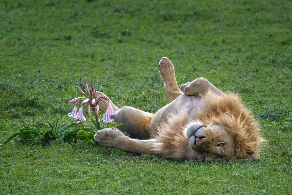 Best African Safari Destinations: Ngorongoro Crater, lion lying on the grass with a flower