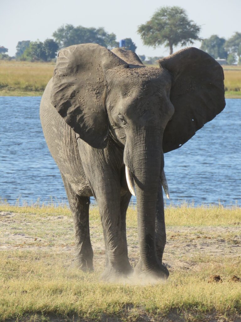 Best African Safari Destinations: Chobe National Park, elephant walking on green grass field during daytime