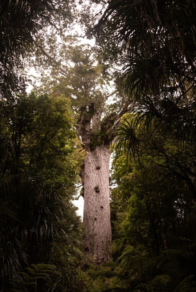 Scenic road trips in new zealand: Kauri Forests, green trees