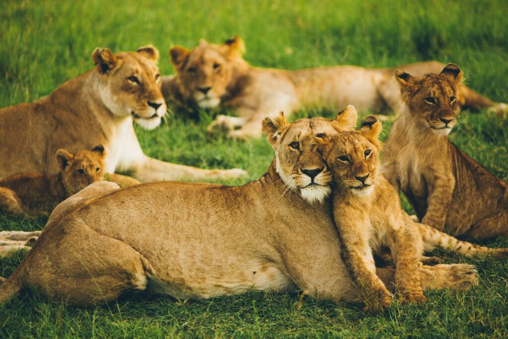 Best African Safari Destinations: Maasai Mara, pride of lion on field