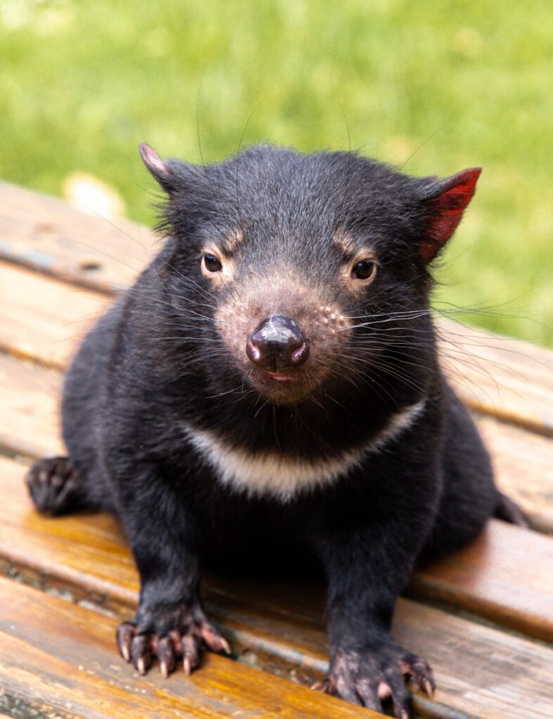 Top 8 wildlife experiences in Australia and New Zealand: tasmanian devil, a small black animal sitting on top of a wooden bench