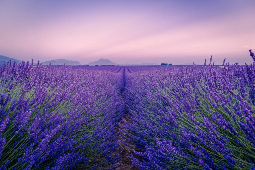 best train rides in europe: provence, purple flower field under white sky during daytime