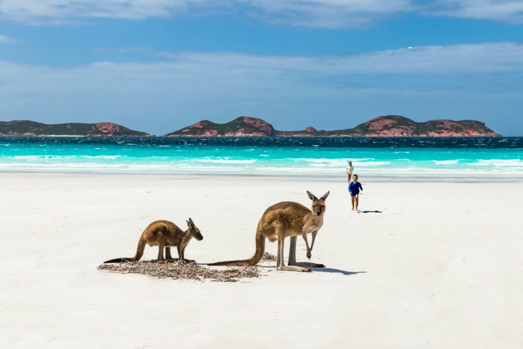 Best Beaches in Australia: brown deer on white sand beach during daytime