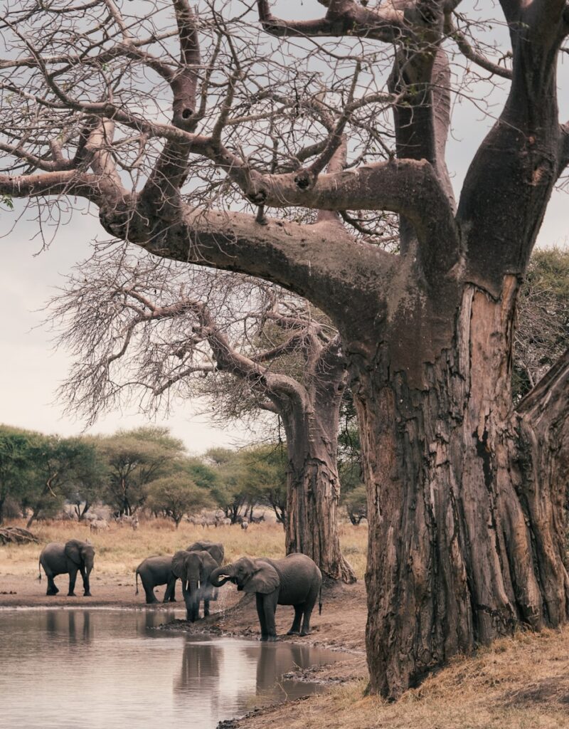 Best African Safari Destinations: Tarangire National Park, elephant and elephant on forest during daytime