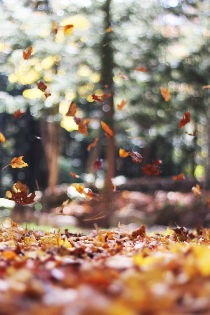 Cheap Flight Deals: selective focus photography of orange and brown falling maple leaves