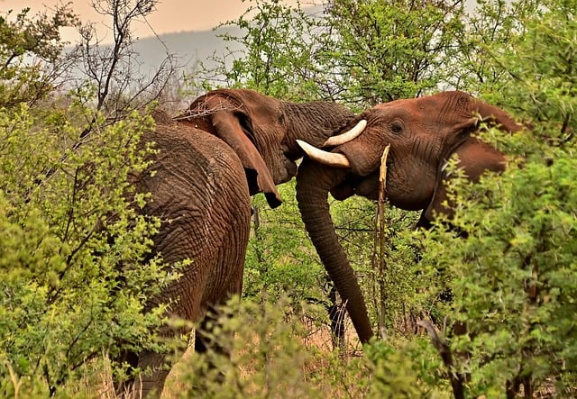 Best African Safari Destinations: elephants in jungle