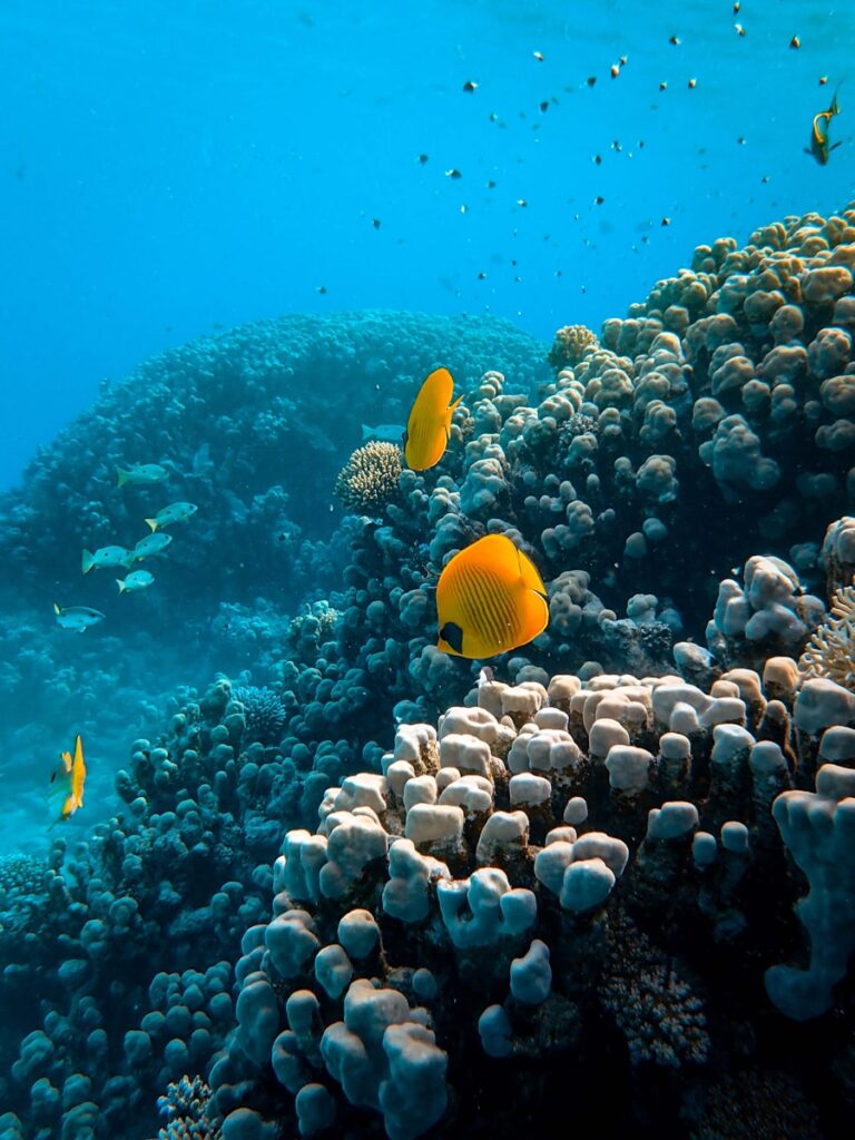 Egypt Travel Guide: red sea, yellow fish over corals