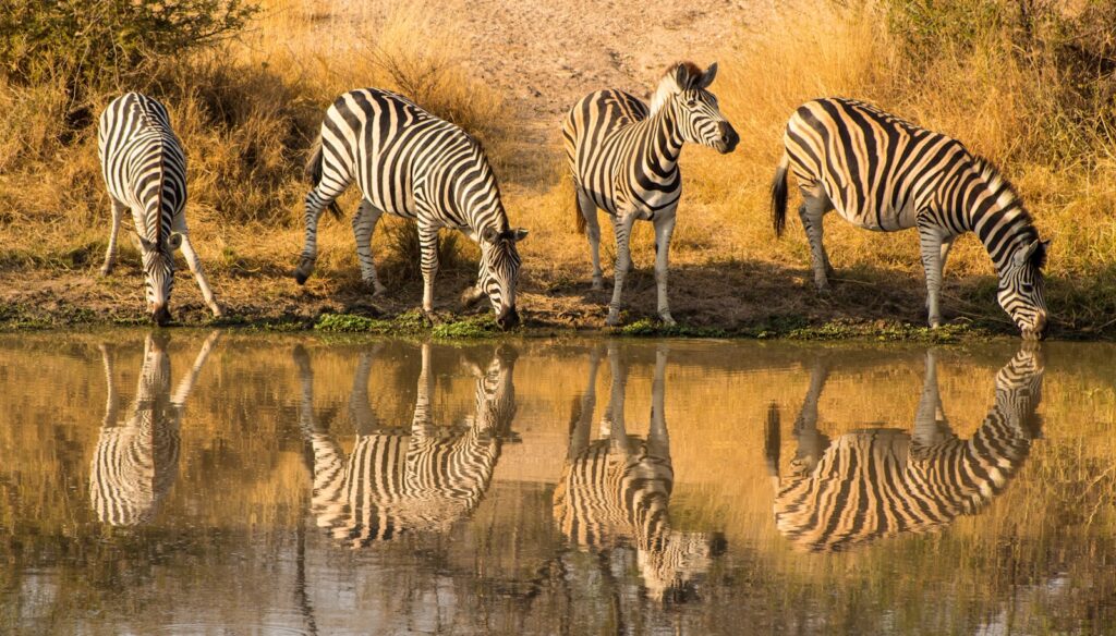 Best African Safari Destinations: Kruger National Park, zebra standing on green grass during daytime