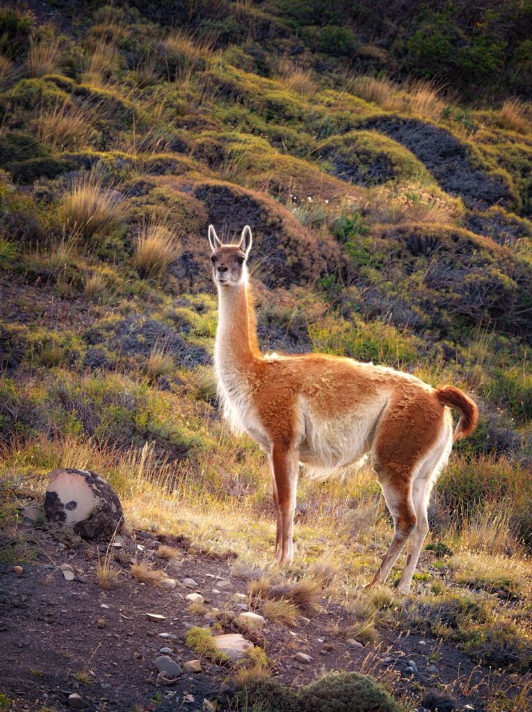 Patagonia Hiking Guide: guanaco, a llama standing on a grassy hill side
